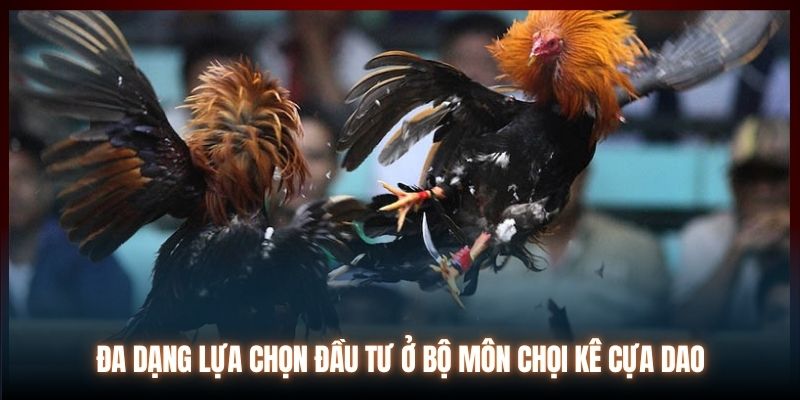 Đa dạng lựa chọn đầu tư ở bộ môn chọi kê cựa dao