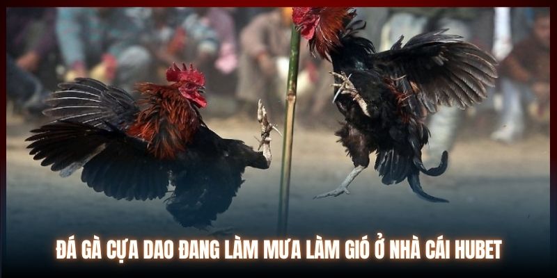 Đá gà cựa dao đang làm mưa làm gió ở nhà cái Hubet