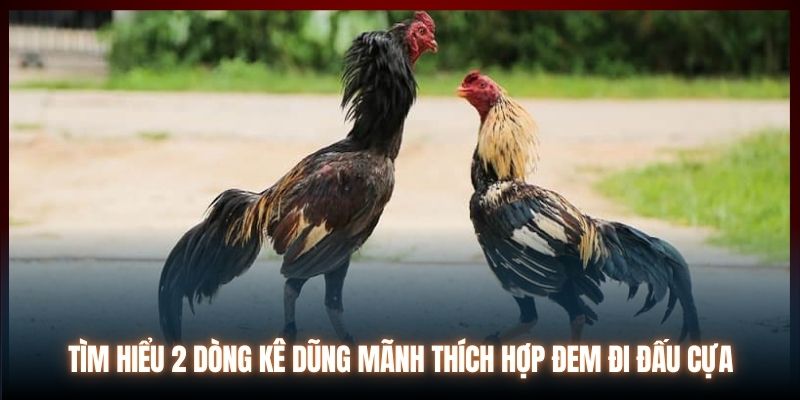 Tìm hiểu 2 dòng kê dũng mãnh thích hợp đem đi đấu cựa