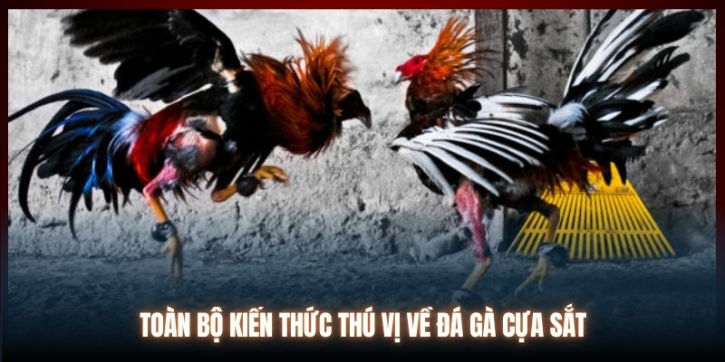 Toàn bộ kiến thức thú vị về đá gà cựa sắt