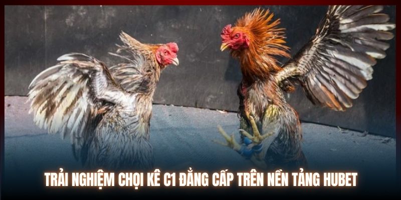 Trải nghiệm chọi kê C1 đẳng cấp trên nền tảng Hubet